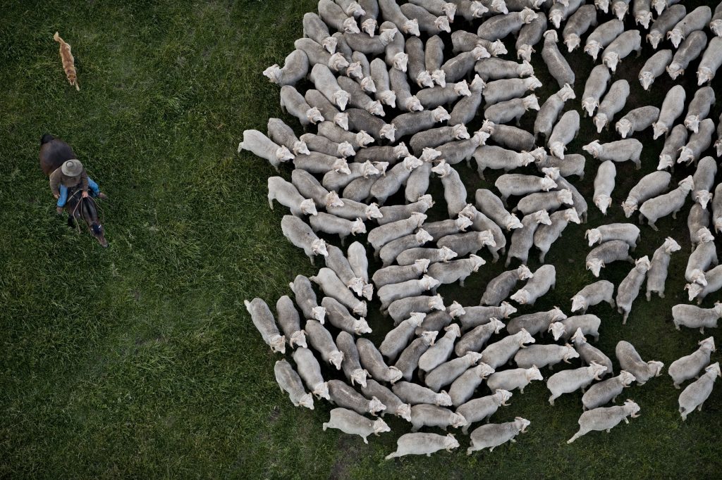 Dizionario della Moda Mame: Ermenegildo Zegna. Le pecore Merino in Australia.